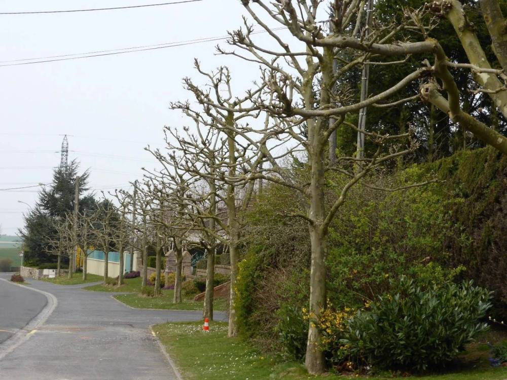 arbre allée