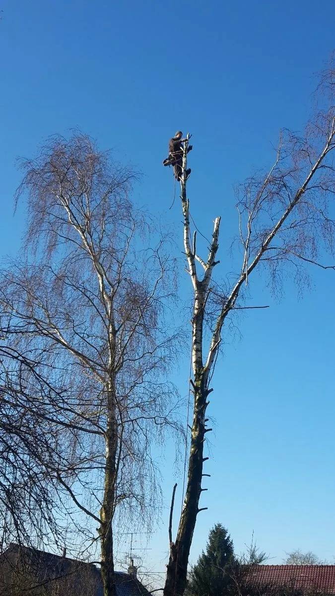 grand arbre