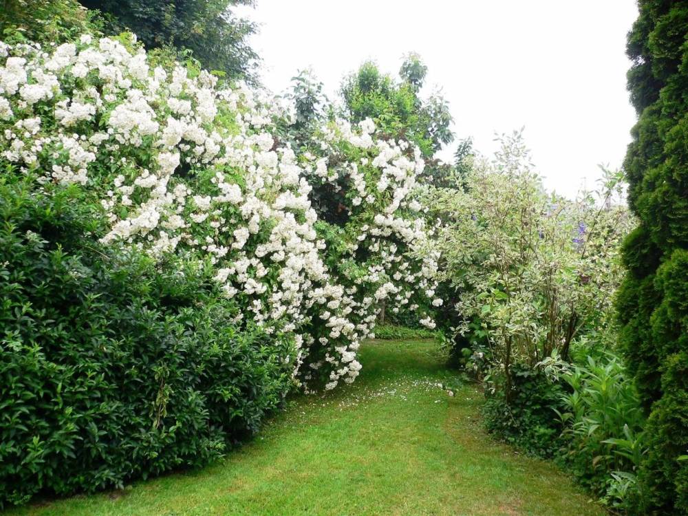 Taille d'arbre et arbuste à Ligny-en-Cambrésis